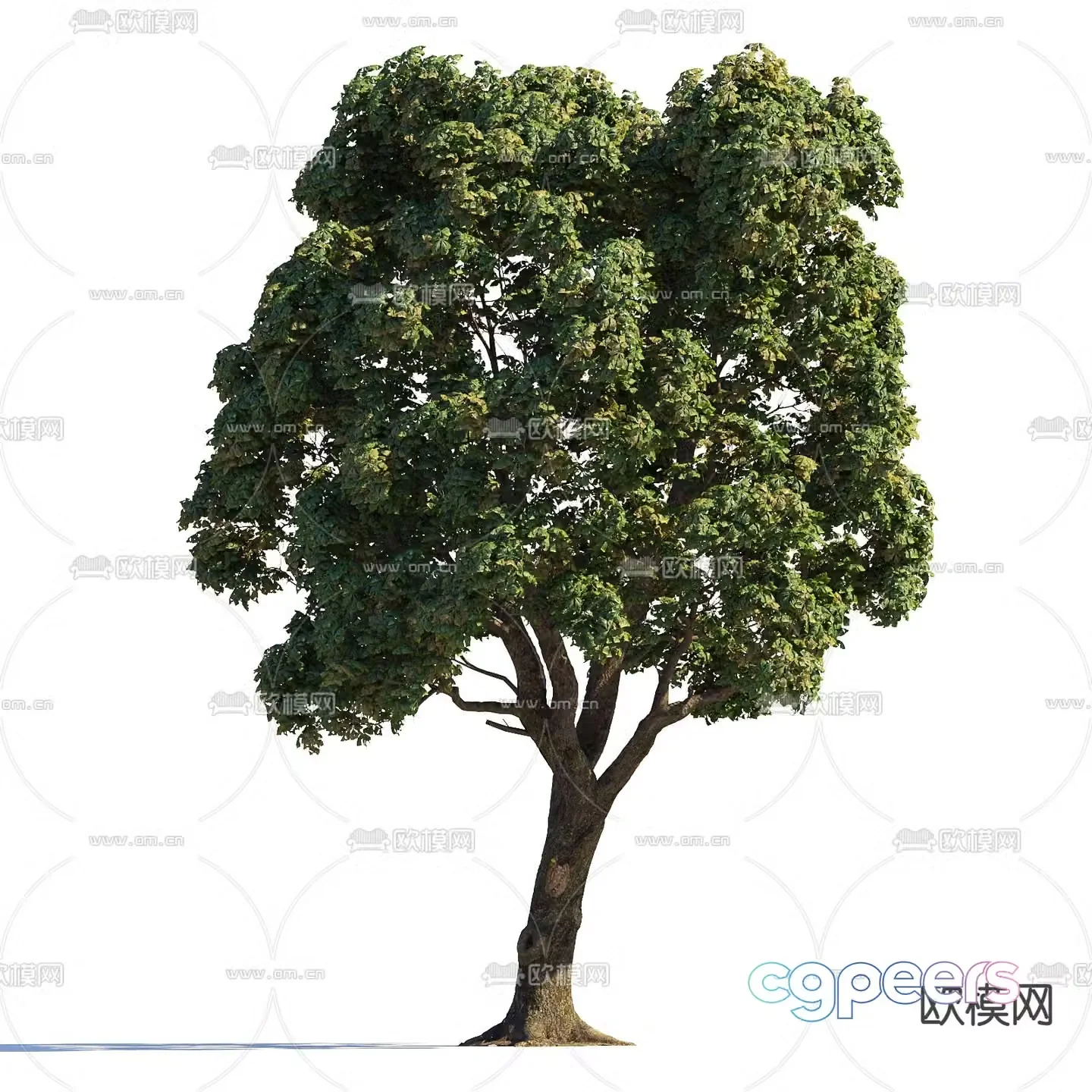 Big tree Garden tree Landscape tree Street tree 3d model