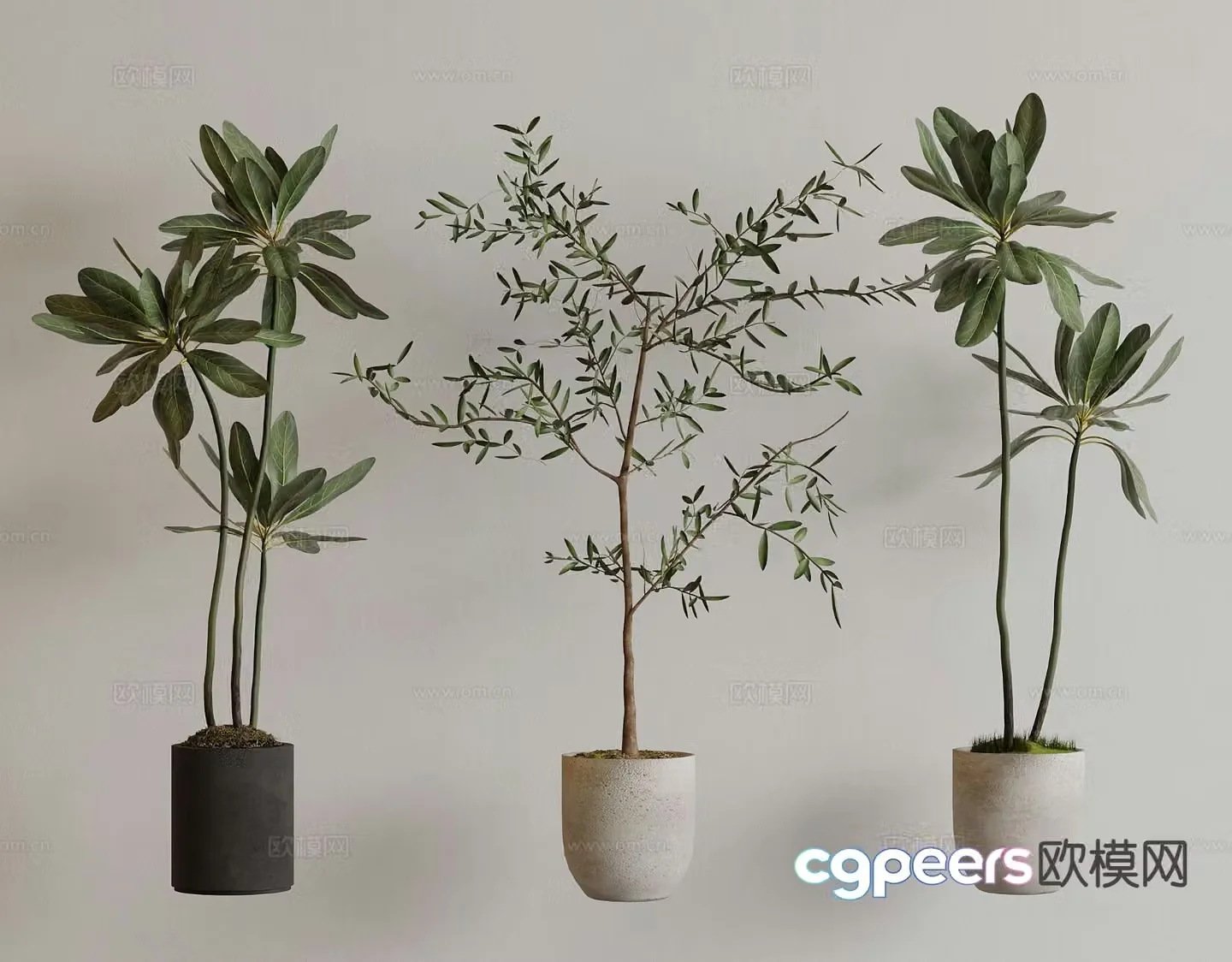 Modern green plant potted plant potted plant bonsai indoor plant 3d model