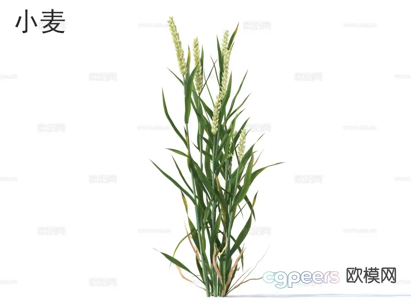 wheat crop 3d model