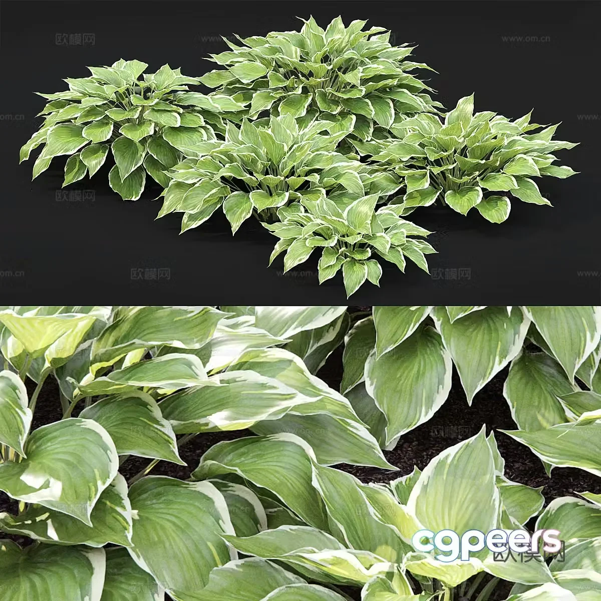Hosta bush 3d model