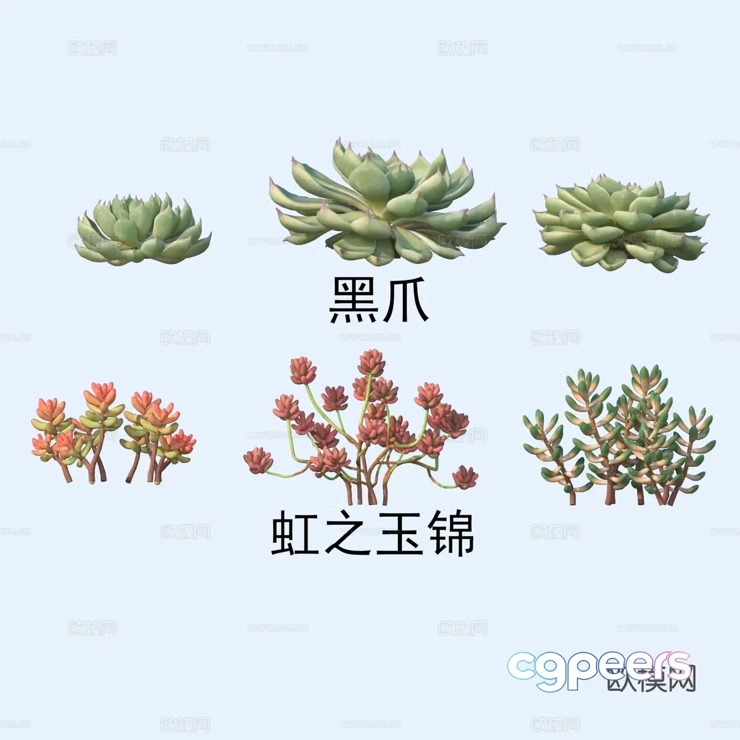Black Claw Rainbow Jade Brocade Succulent Plant 3D Model