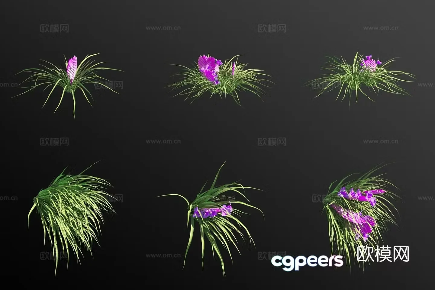 Tillandsia grass 3d model