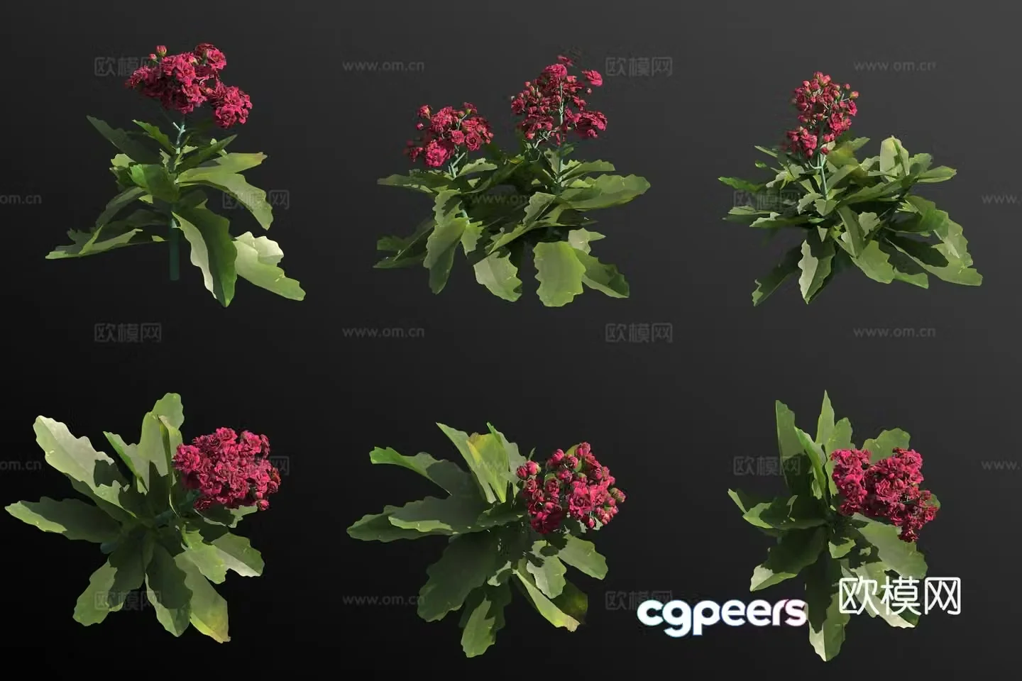 3D model of longevity flowers and plants