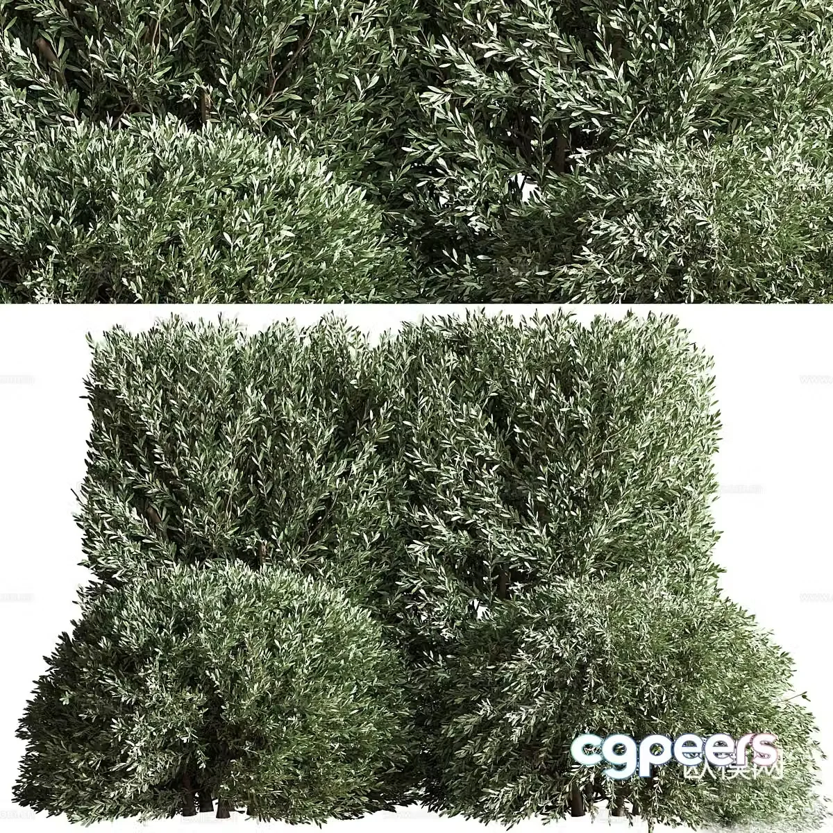 3d model of bush