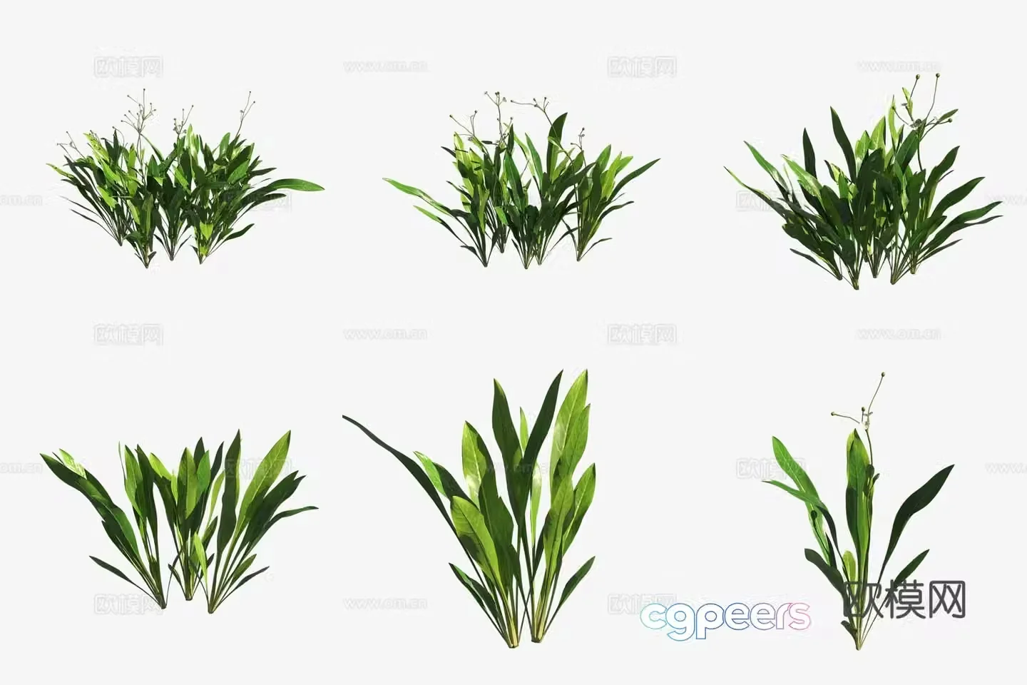 Aquatic grass mini crown grass aquatic plants 3d model