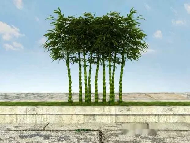 A Cluster Of Bamboo Trees 3D Model – 9759 – VRAY Render