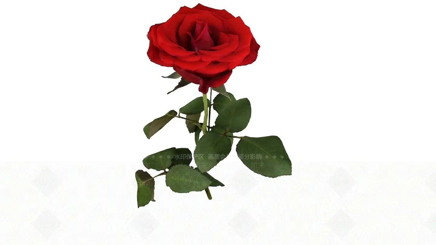 A Single Red Rose 3D Model – 3514 – VRAY Render
