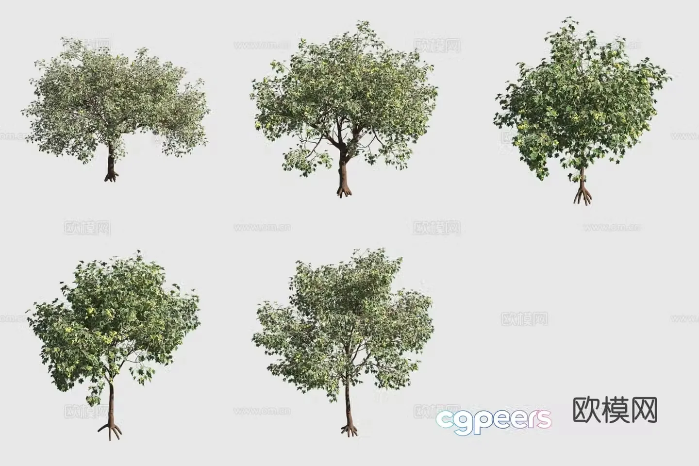 Stone chestnut Hawaiian plant Landscape tree 3D model