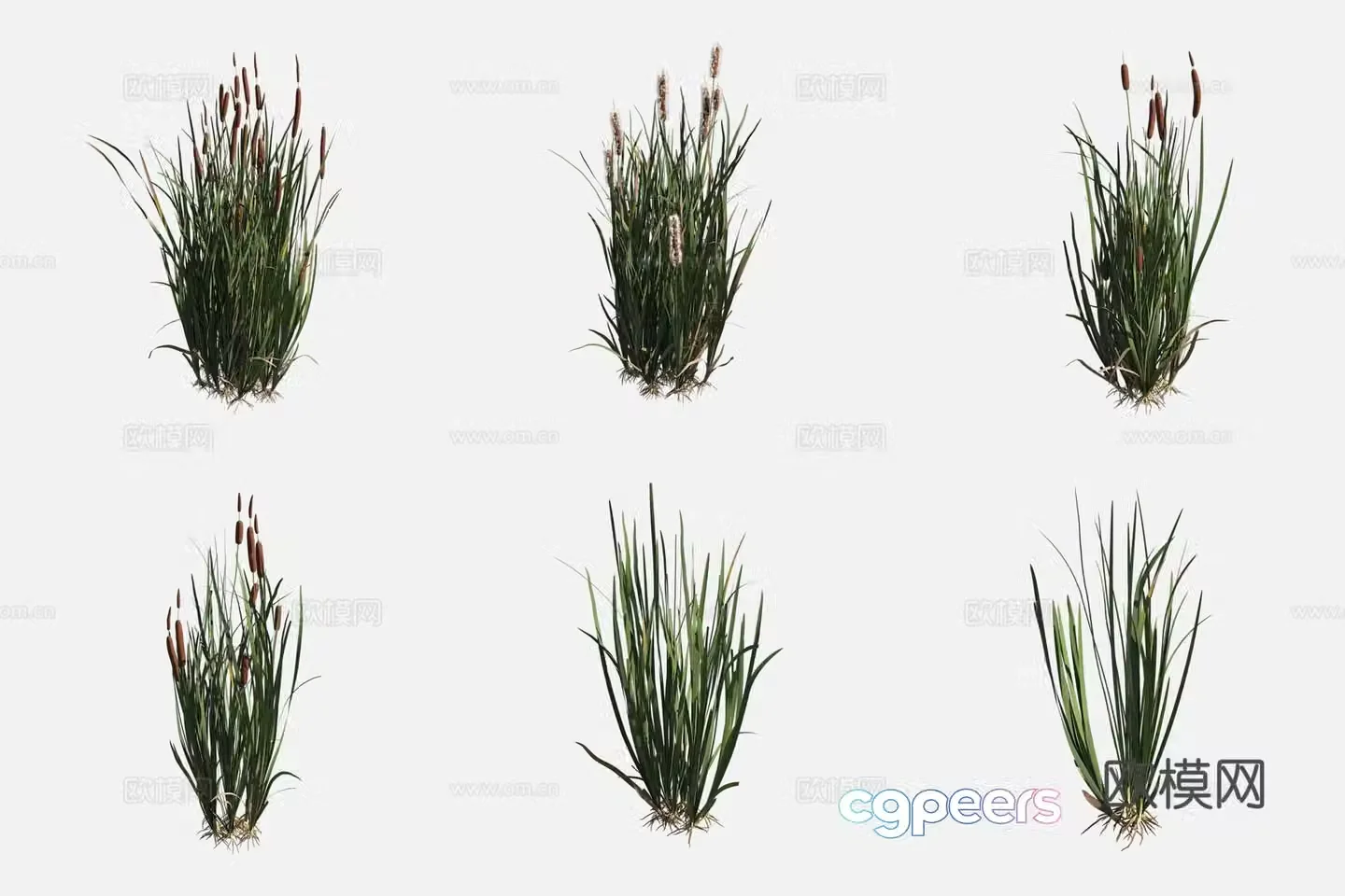 Oriental Cattail Worcester Plant 3D Model