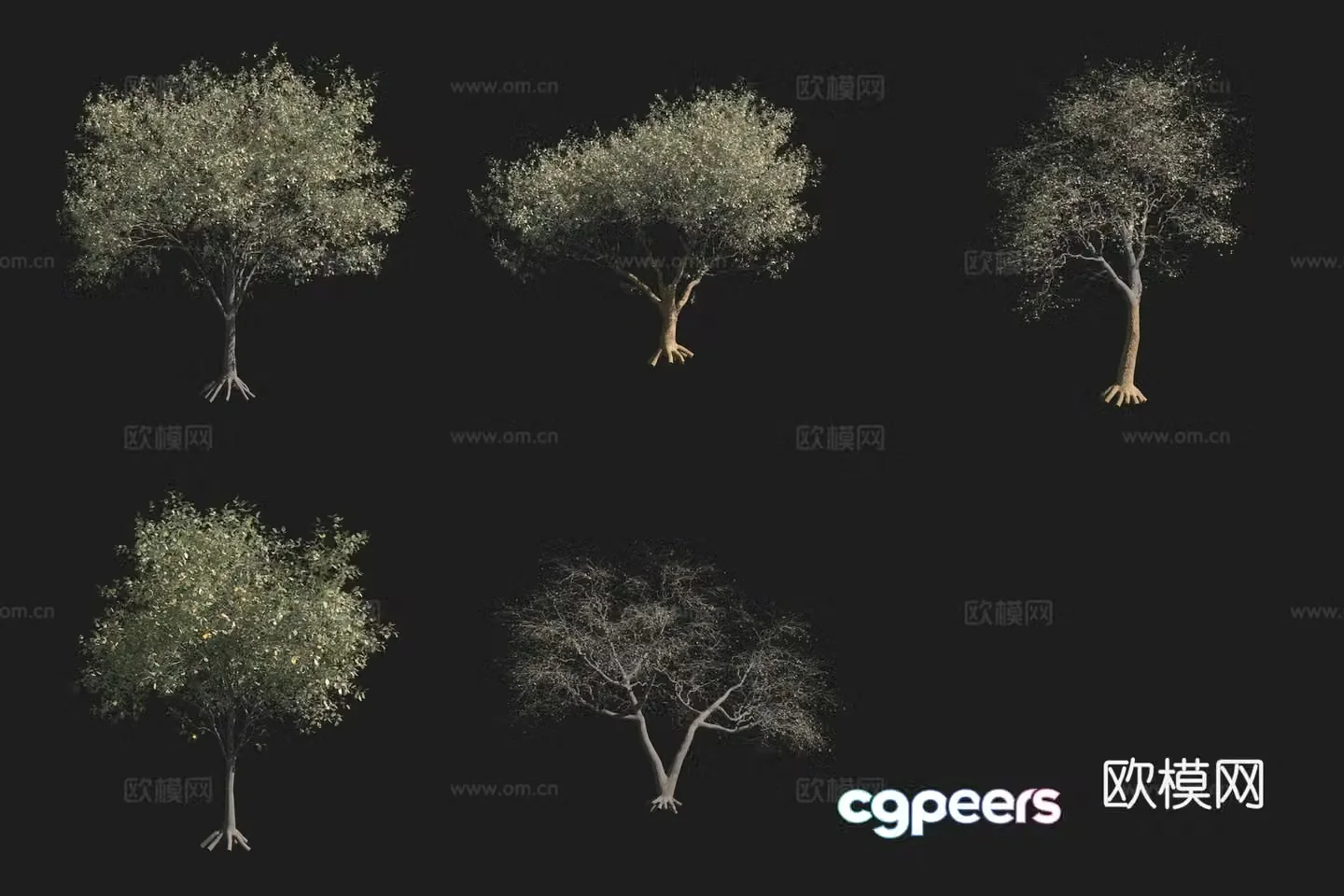 Gary Oak Tree North American Tree 3D Model