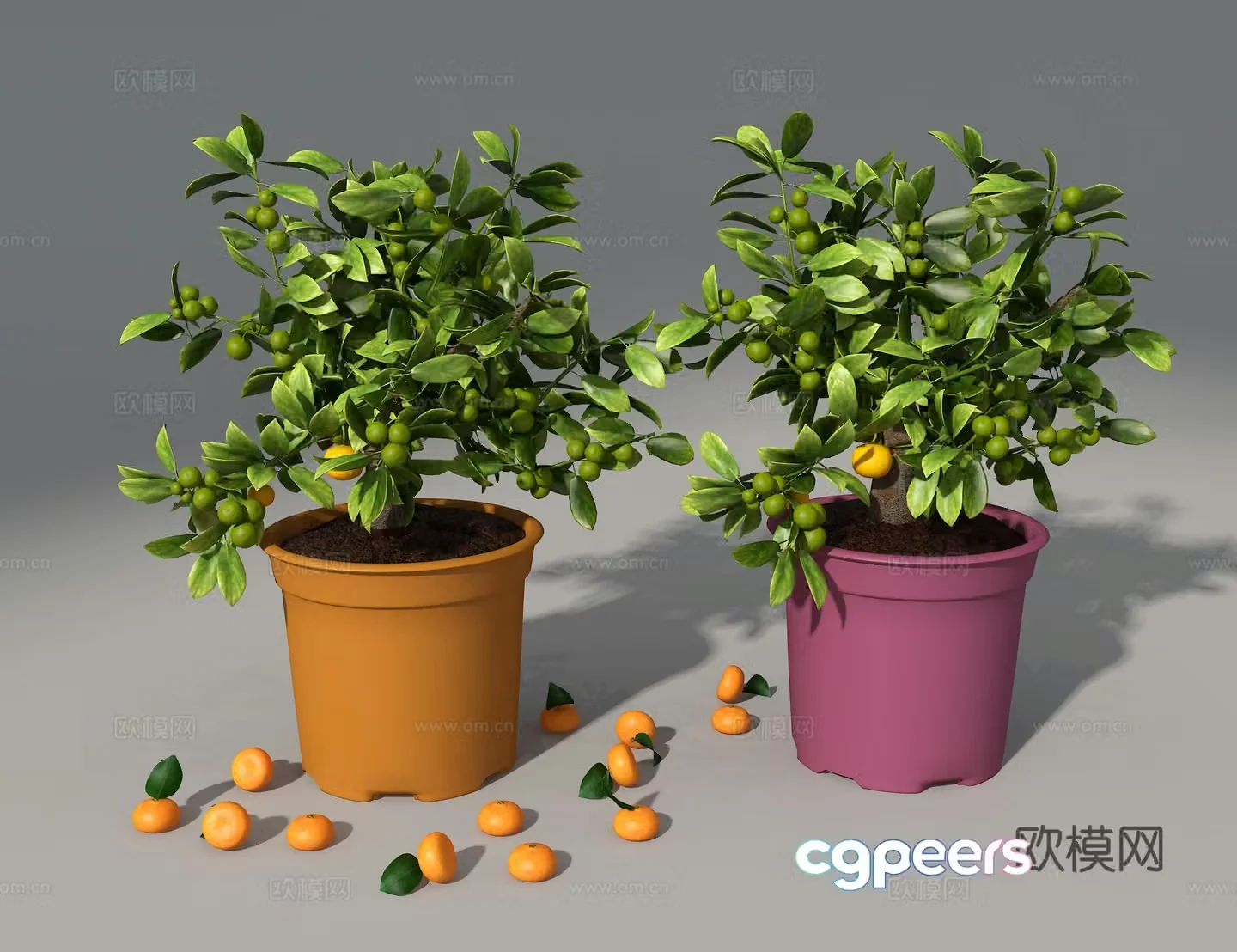 Kumquat 3d model