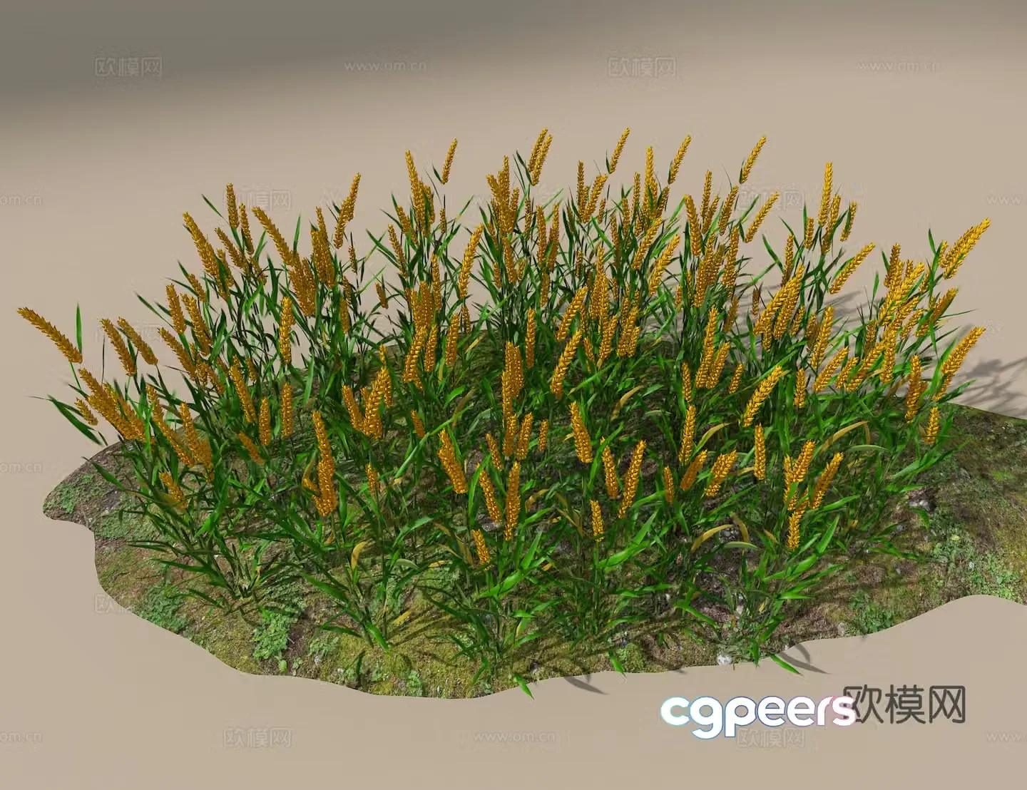 Wheat 3D model