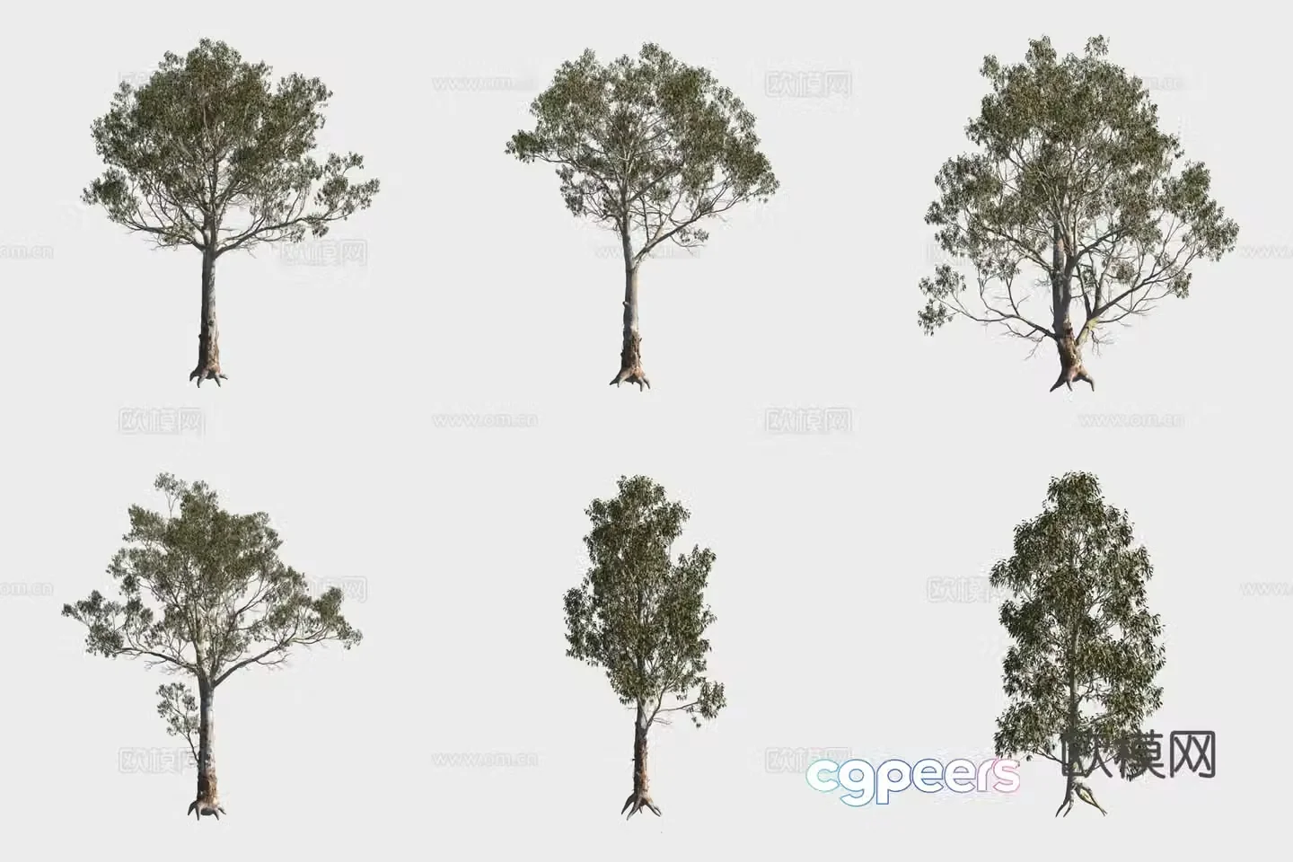 3D model of wide leaf eucalyptus tree forest
