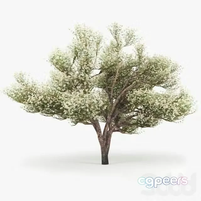 3ds Max Free – Flowering_Apple_Tree
