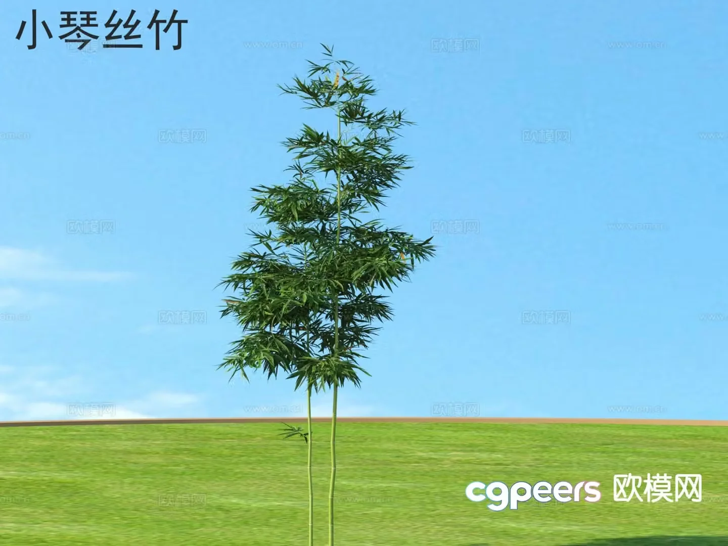 Xiaoqin Sizhu Outdoor Plant Bamboo 3D Model