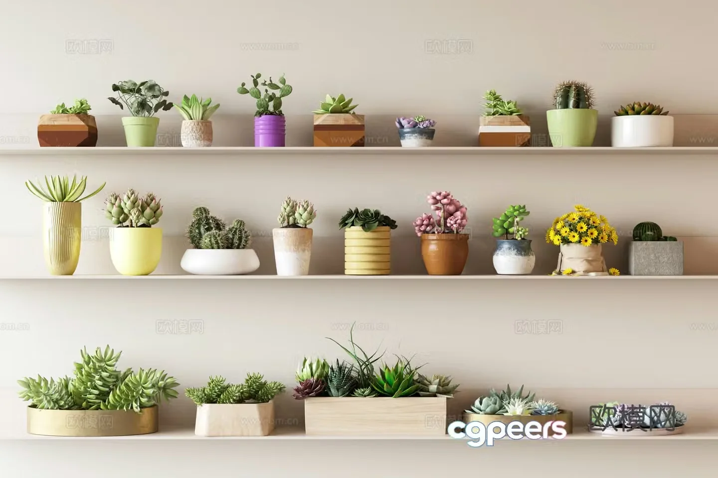 Succulent potted plants desktop green plants cactus 3d model
