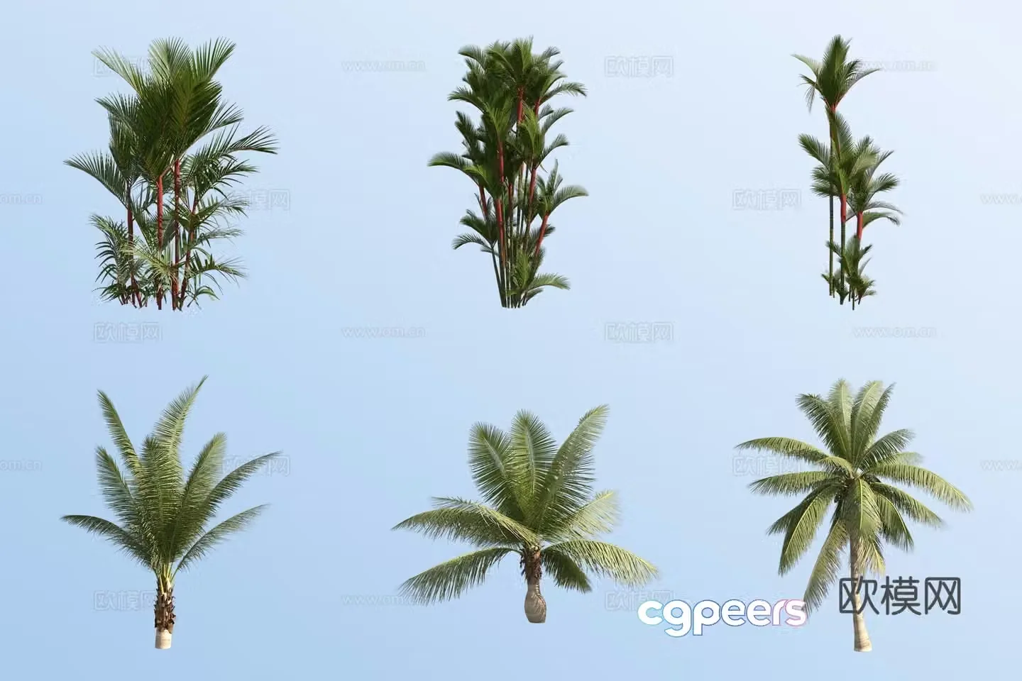 scarlet coconut tree tropical tree landscape tree 3d model