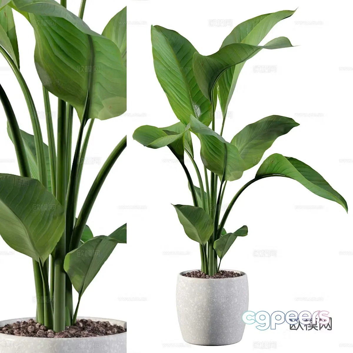 Green plant potted 3D model