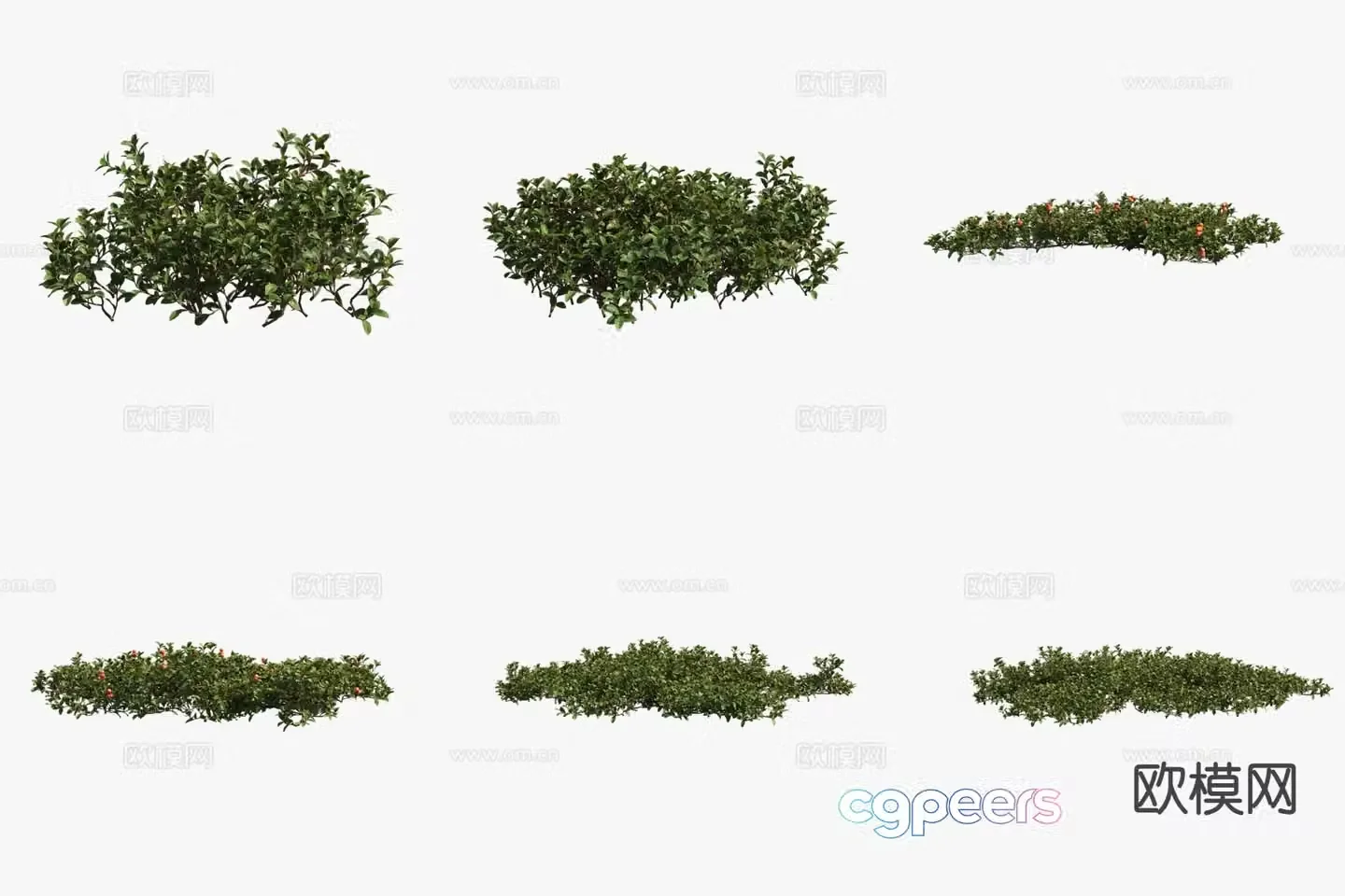 Bear fruit Bear grapes Flowers and plants Shrubs 3d model