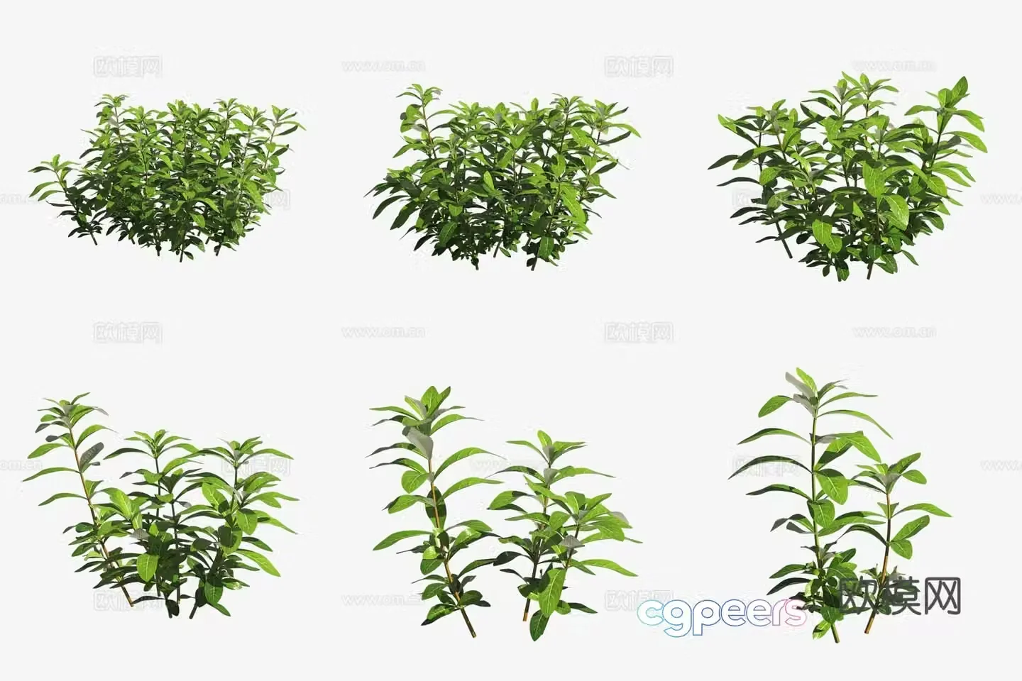3D model of aquatic plants small pair of leaves