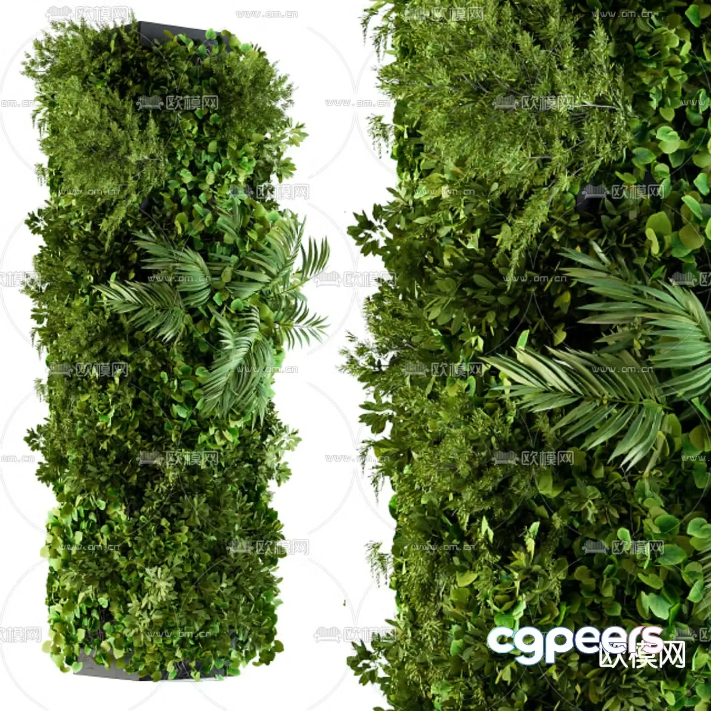 Vine columnar plant climbing 3d model