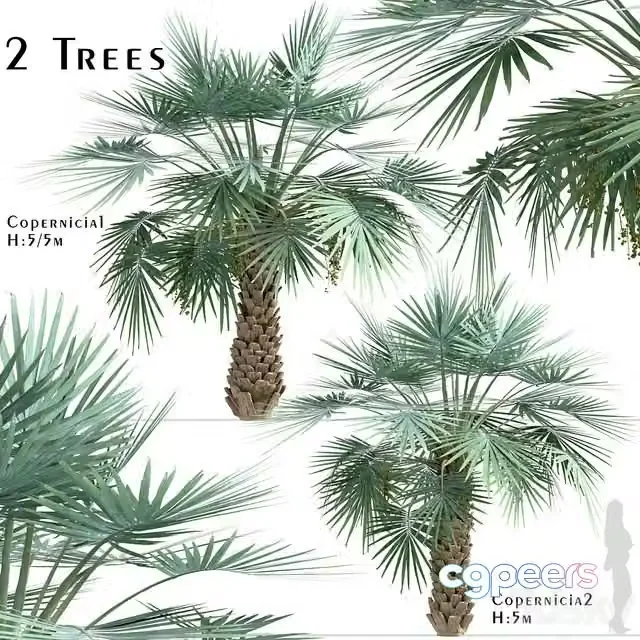 3ds Max Free – Set of Copernicia Palm Trees (Carnaubeira) (2 Trees)