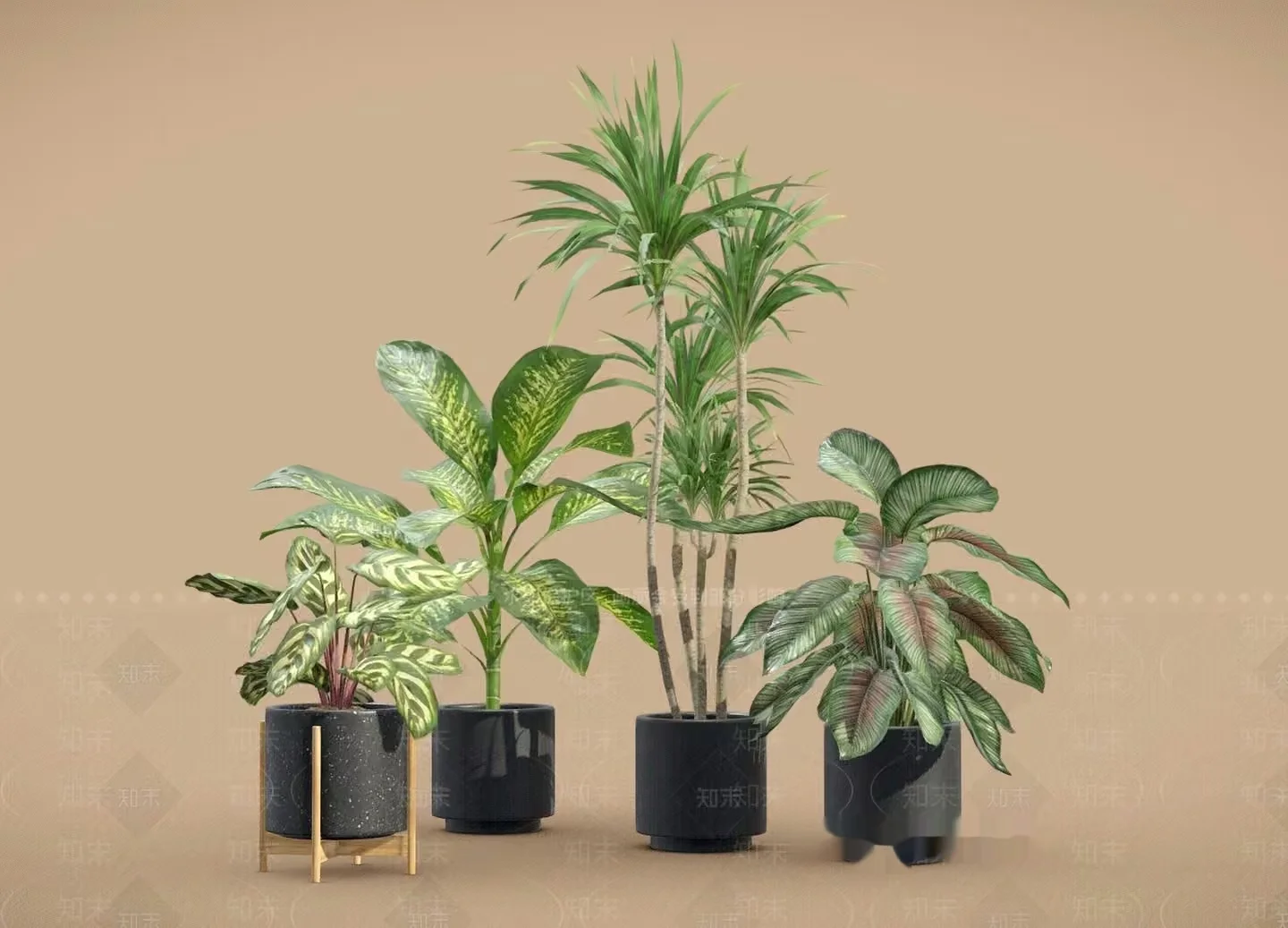 Four Houseplants In Black Pots 3D Model – 20434 – VRAY Render