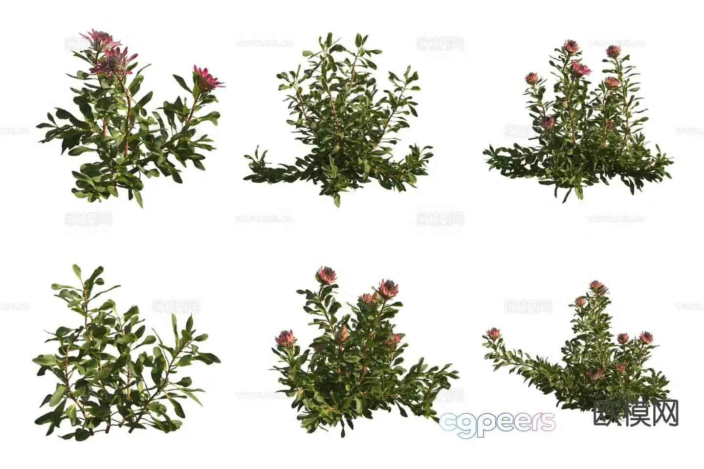 Imperial Flower Shrub 3D Model
