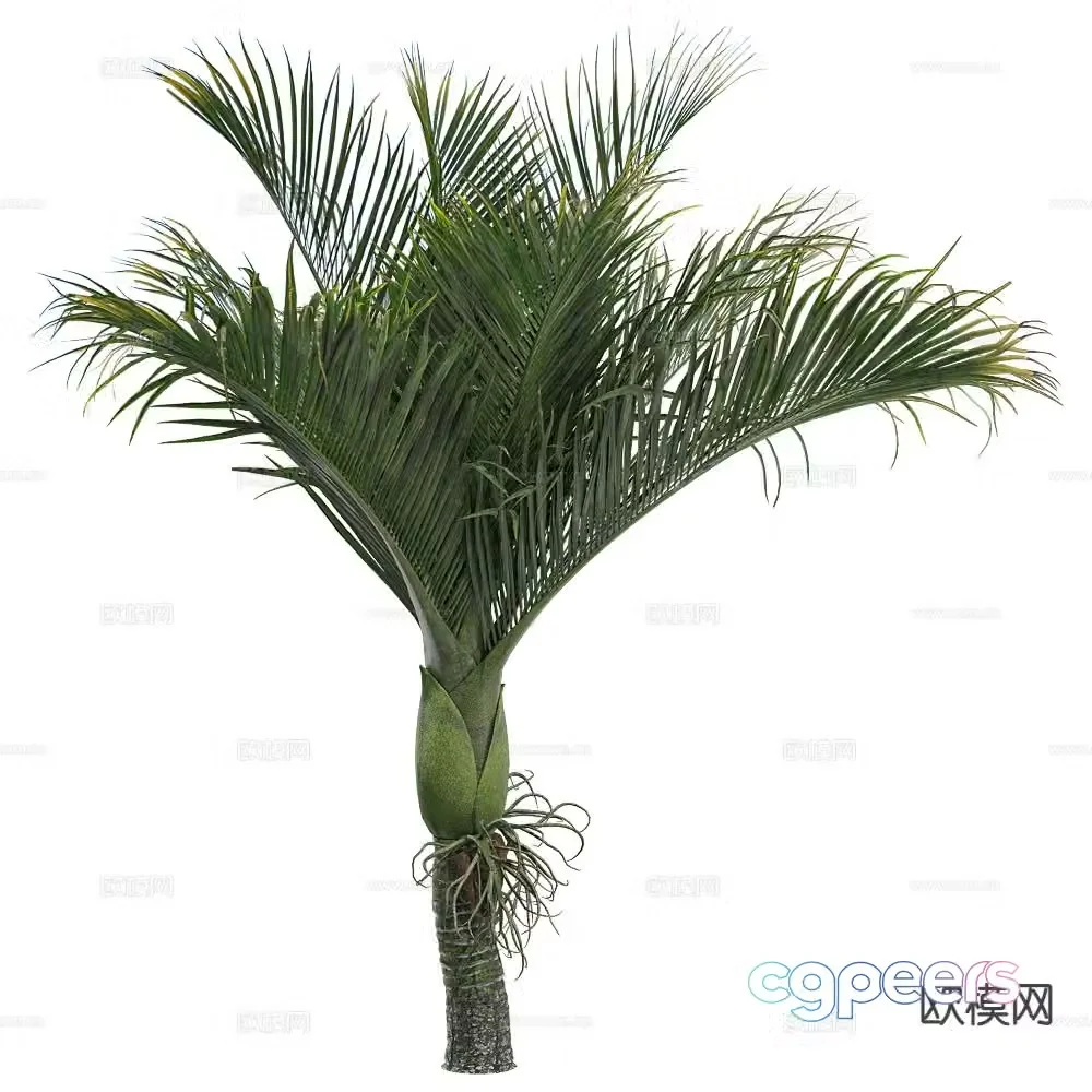 Coconut tree palm tree tropical tree big tree tree 3d model