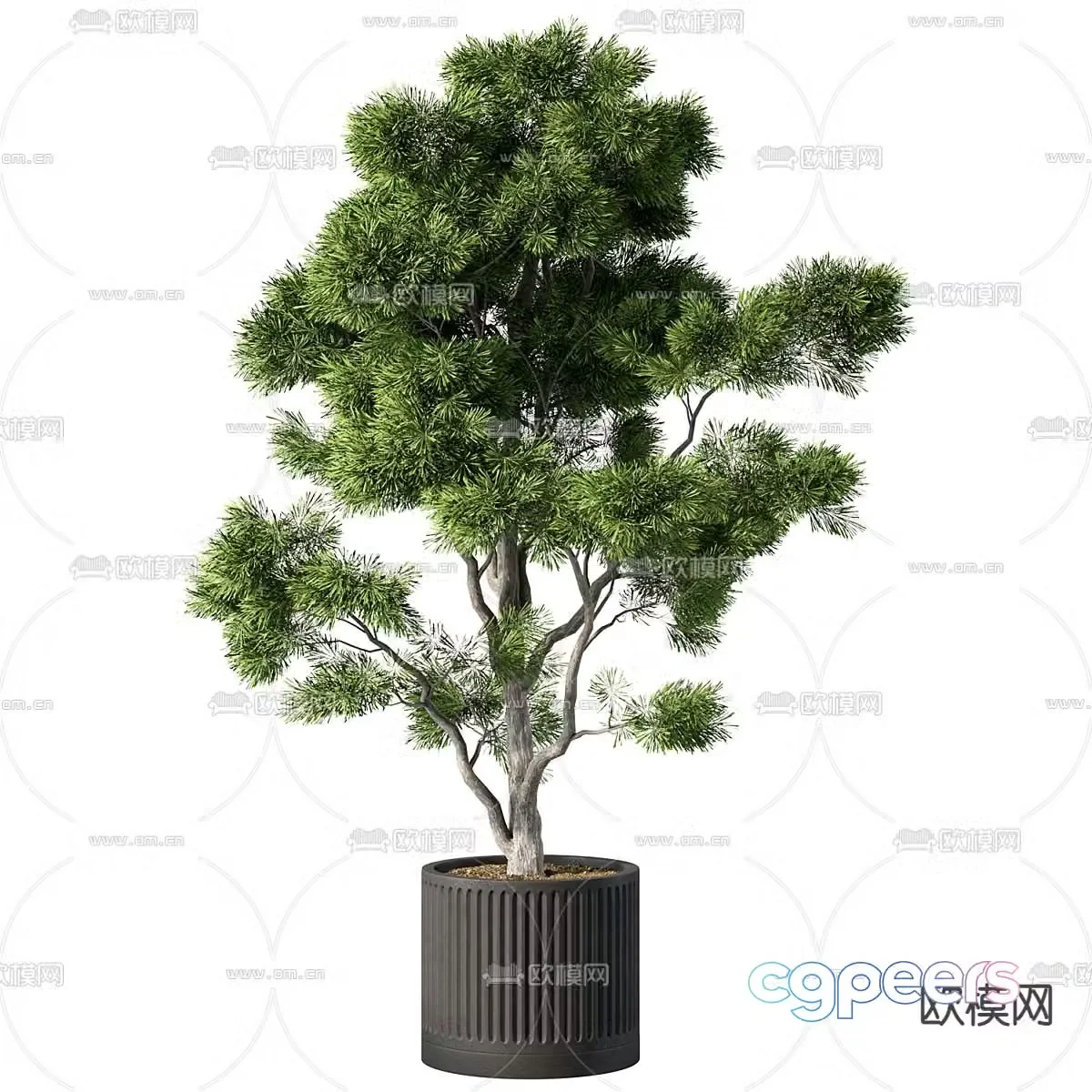 Potted plants Bonsai Green plants 3D model