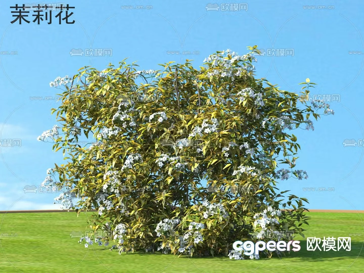 Jasmine flowers plants and shrubs 3d model