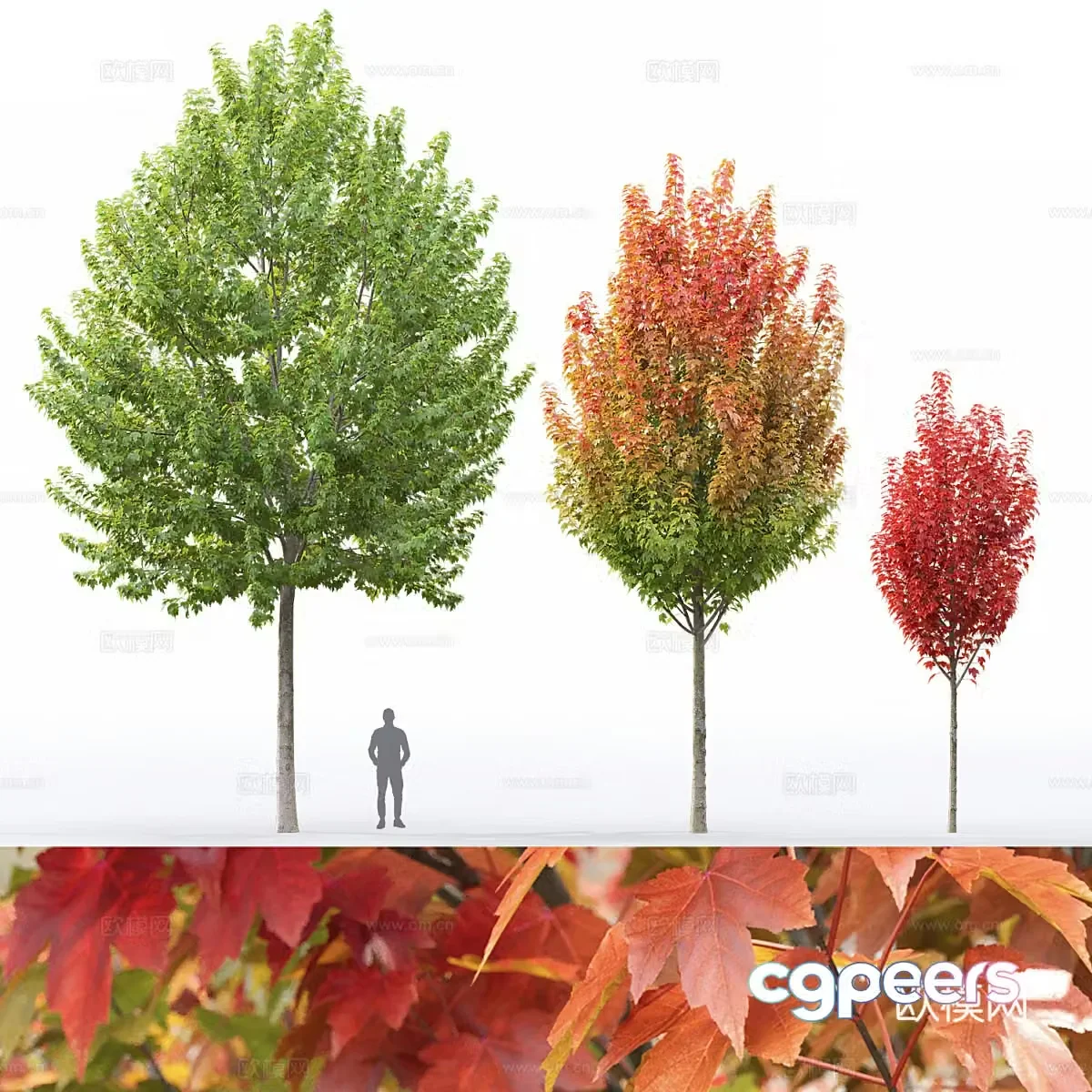 Maple tree 3d model