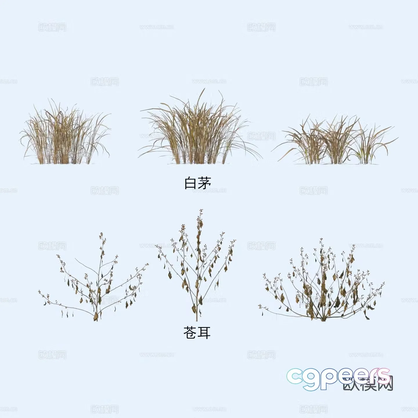 Plants Flowers Imperata Xanthium 3D model