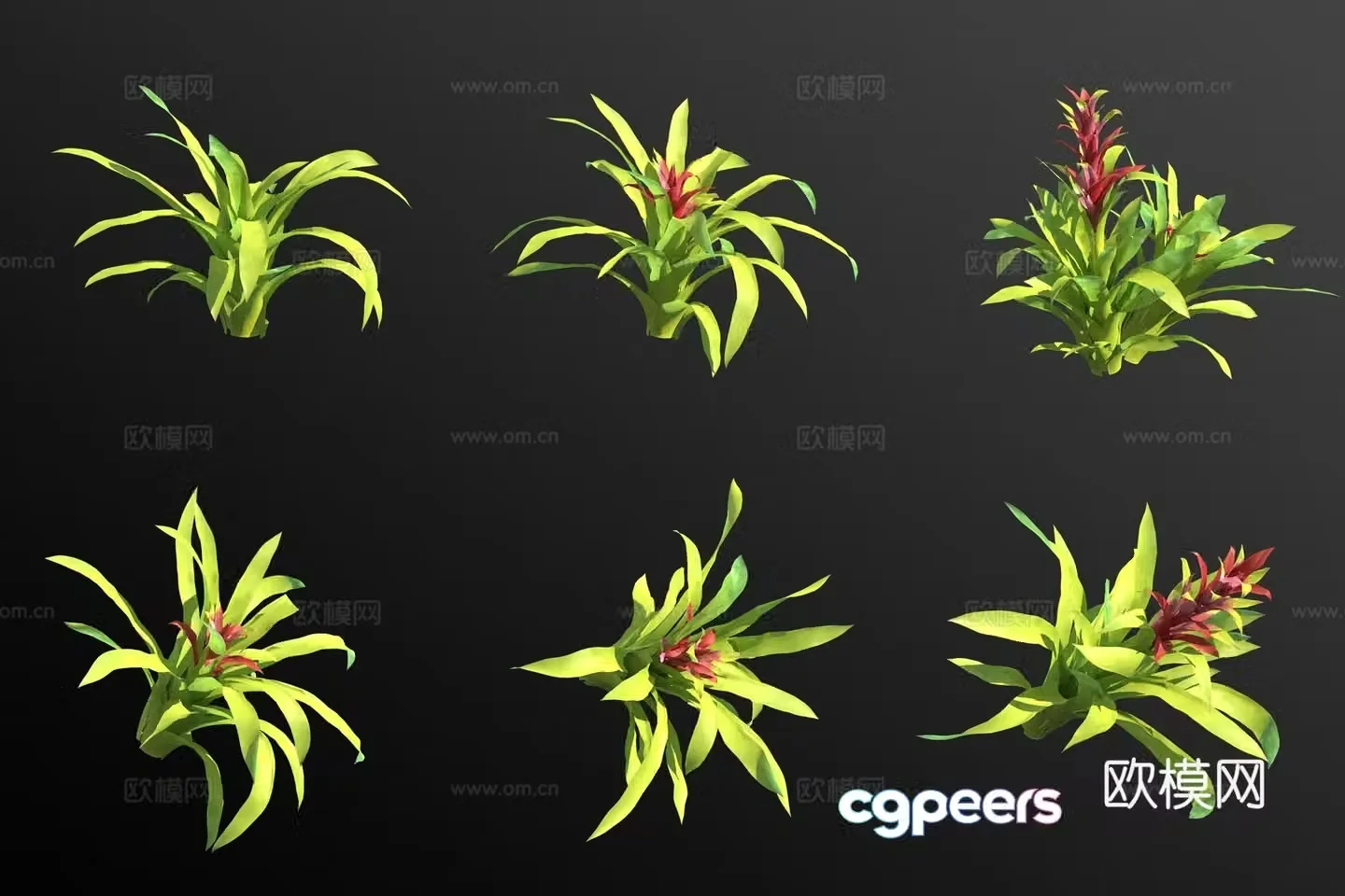 Star flower pineapple fruit green plant 3d model