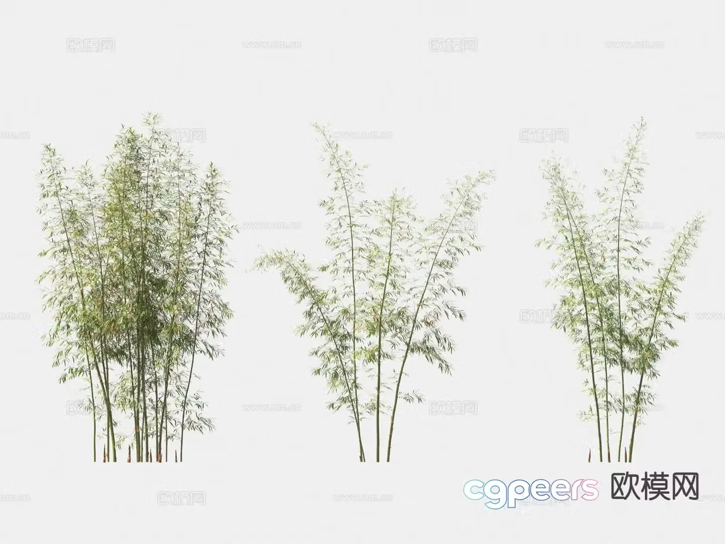 Bamboo Ornamental bamboo 3d model
