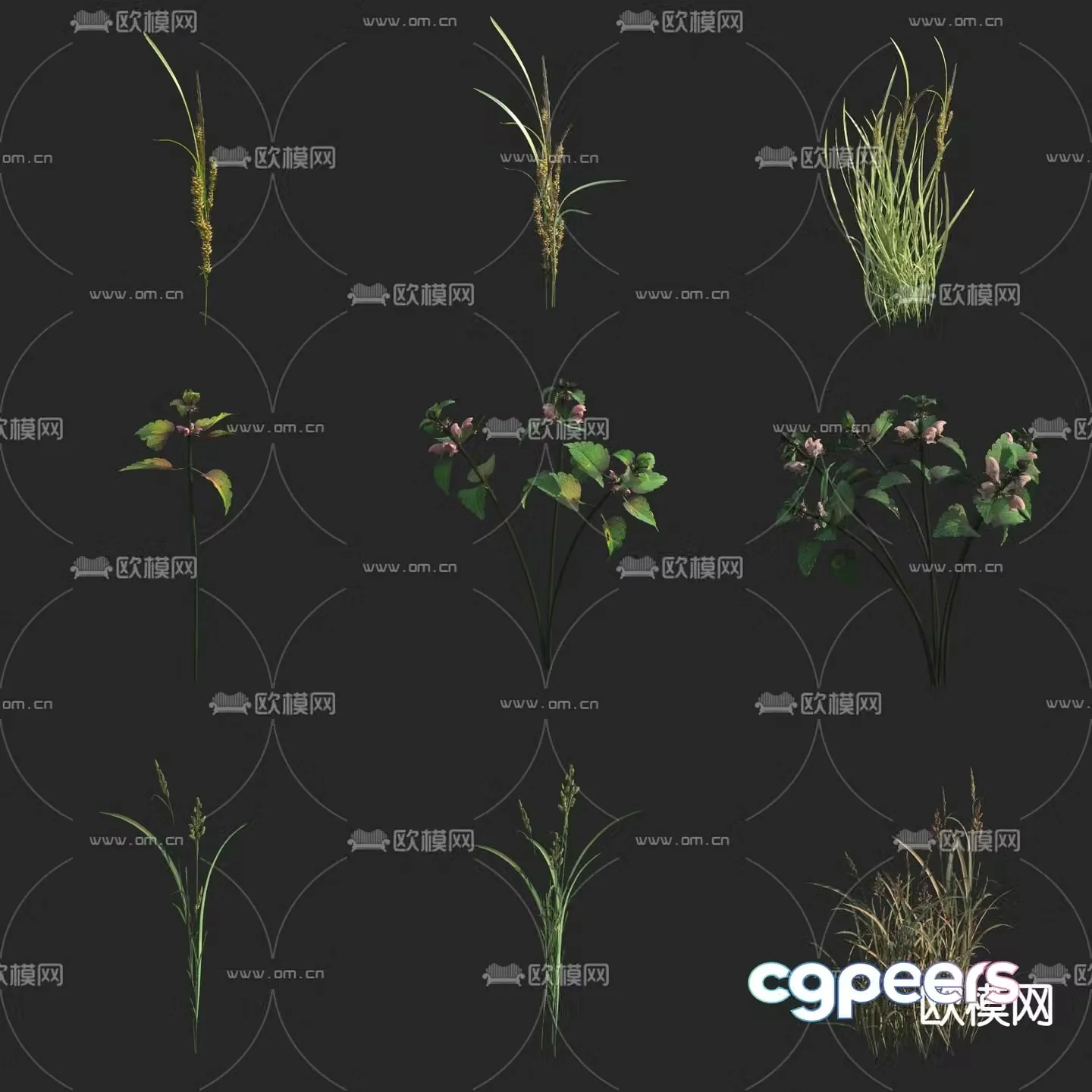 Flowers and plants Wild grass seedlings Wheat 3D model