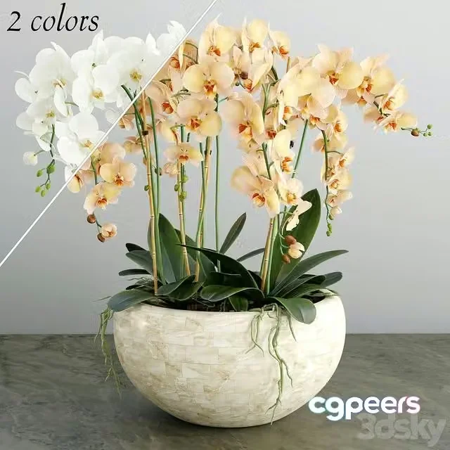 3ds Max Free – Orchid 4 (2 colors)