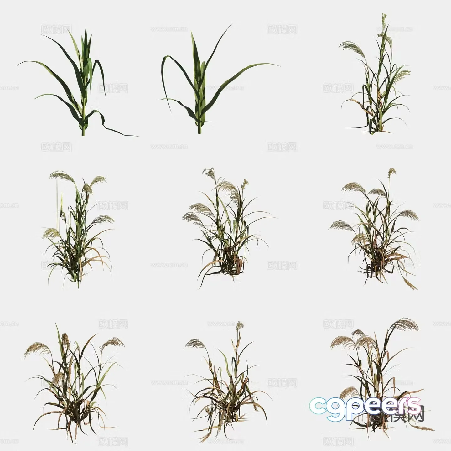3D model of jimizu crops