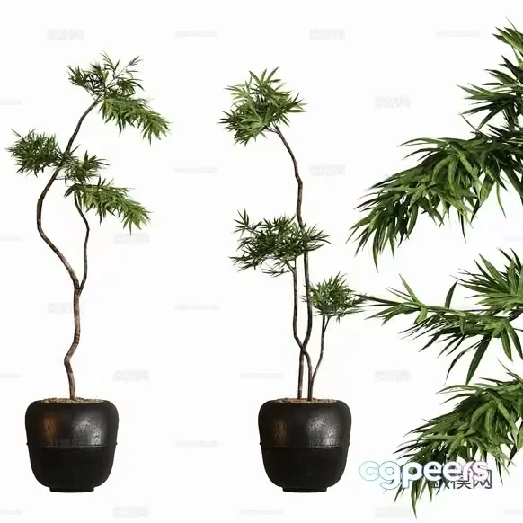 Two Potted Plants 3D Model – 12842 – CORONA Render