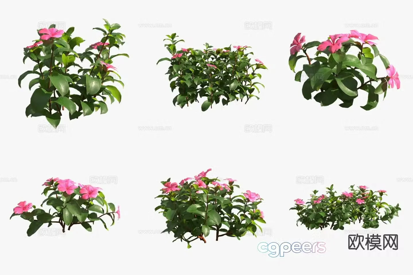 Periwinkle flowers and flowers and plants shrubs 3d model