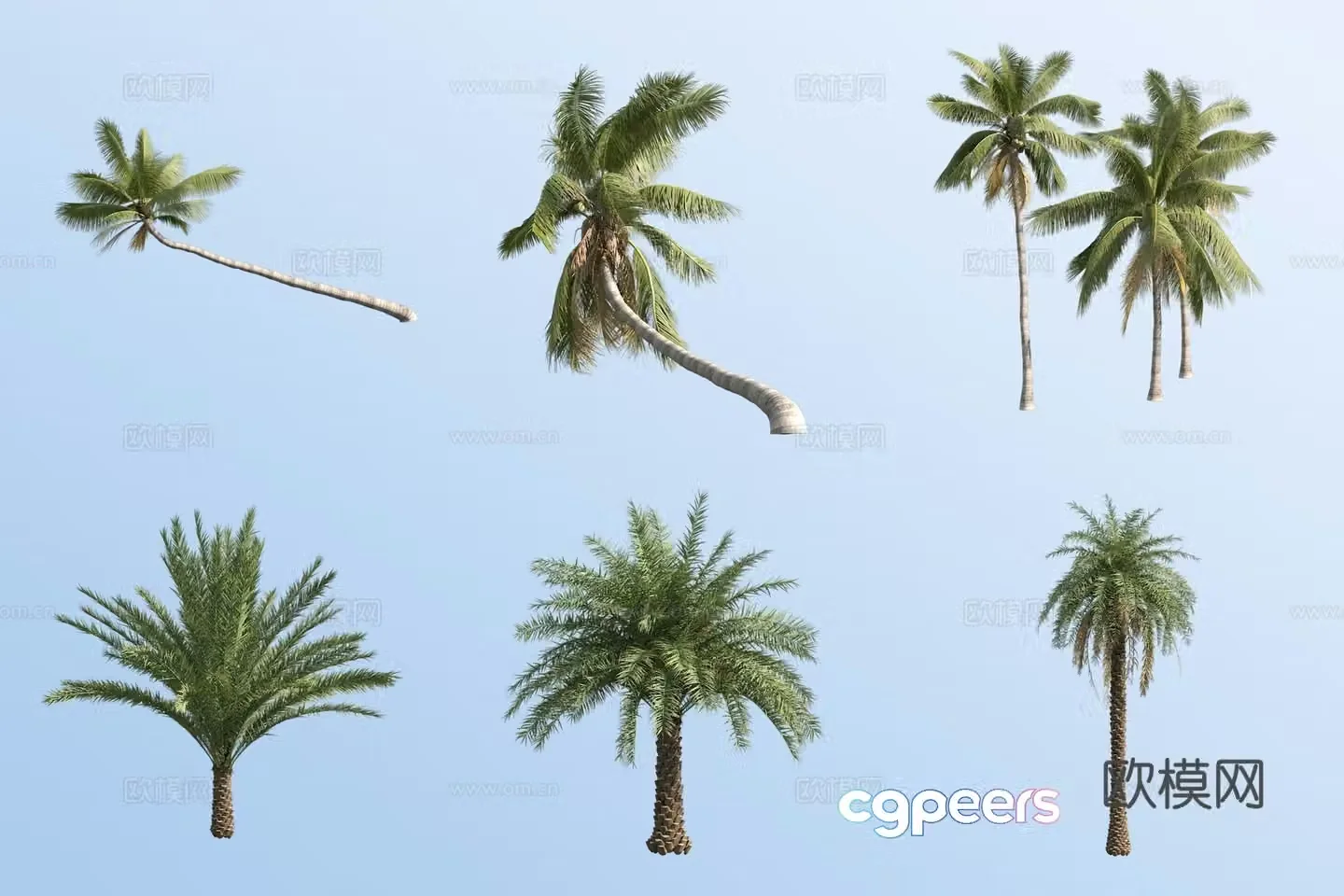 Coconut Tree Silver Date Palm Tropical Tree 3D Model