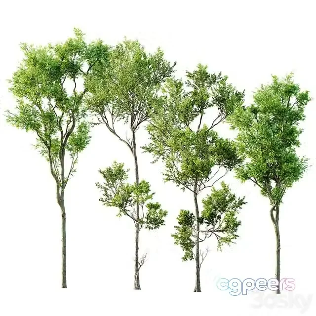 3ds Max Free – Fagus Grandifolia and Celtis Australis