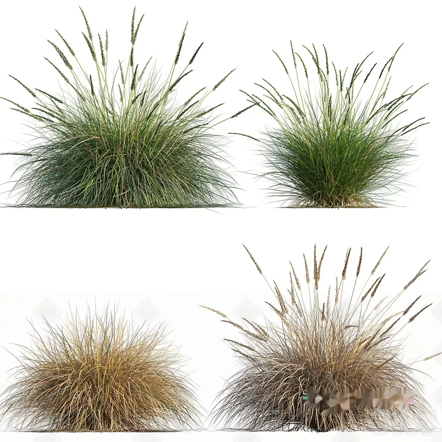 A Grassy Plant 3D Model – 6878 – VRAY Render