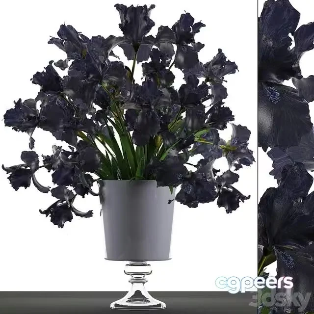 3ds Max Free – Collection of flowers 46. Black Irises