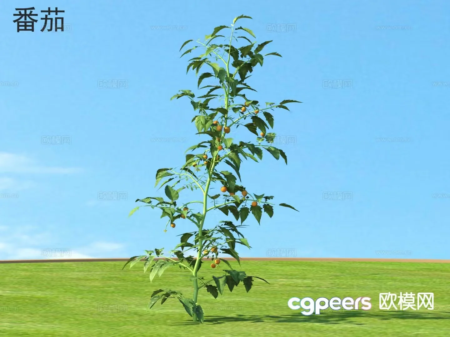 Tomato Crop 3d Model