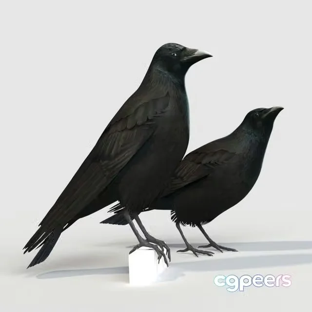 3ds Max Free – Carrion Crow (bird)