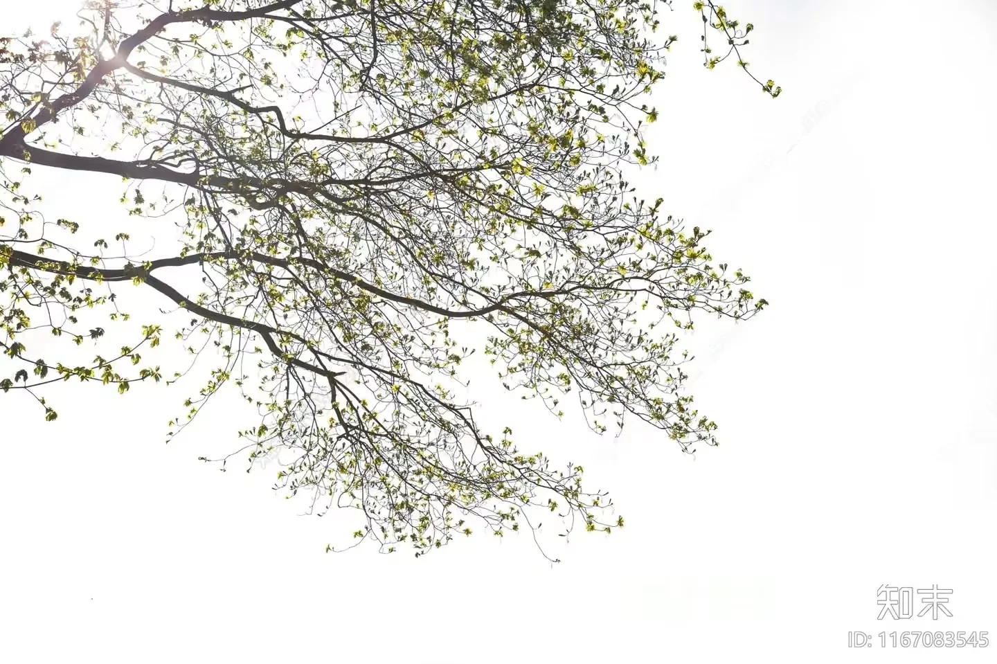 A Tree With Green Leaves 3D Model – 12652 – VRAY Render