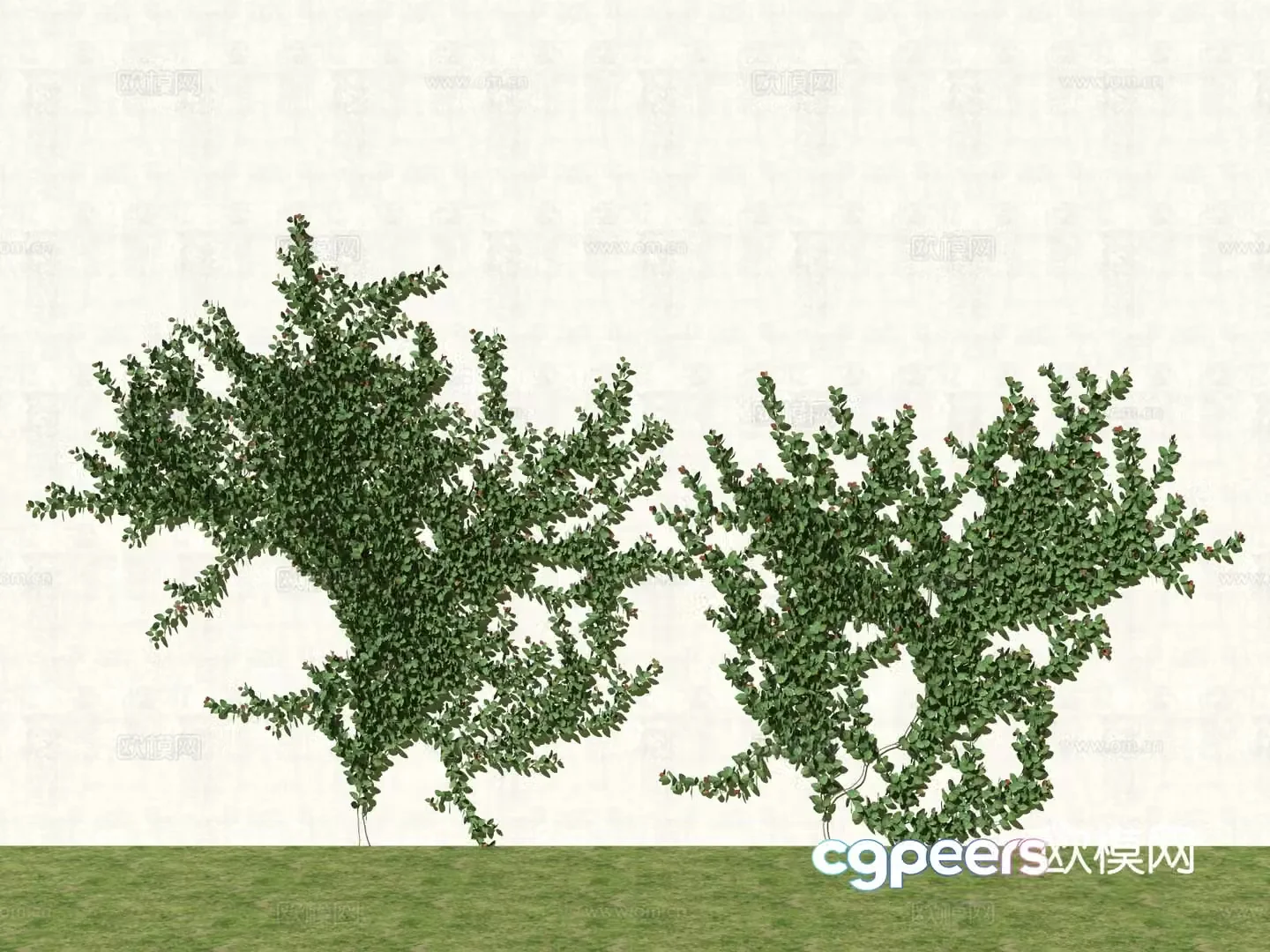 Ivy Climbing Ivy 3D Model