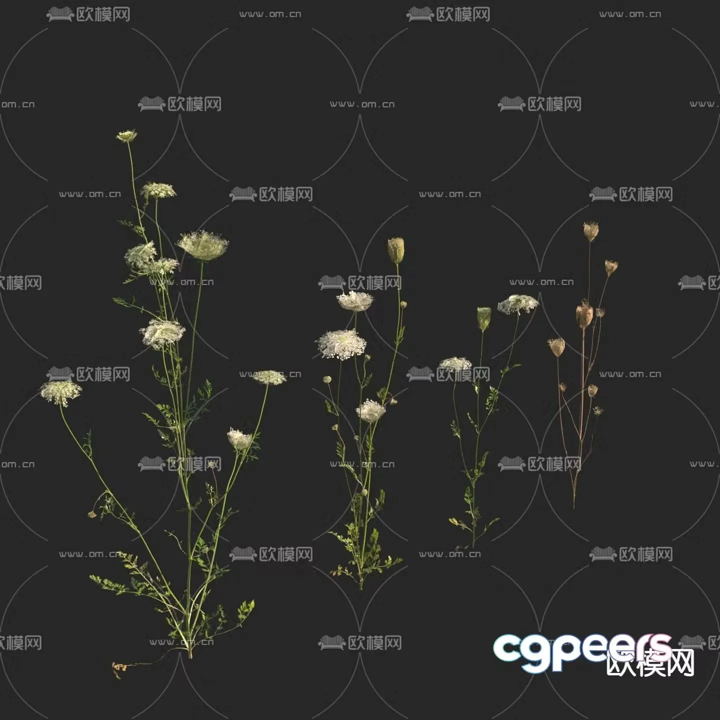 Crops Carrot Seedlings 3D Model