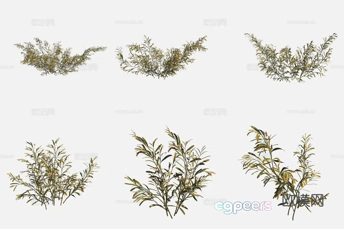 Sheath Leaf Eye Vegetable Wetland Plant 3D Model